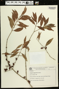Eugenia uruguayensis image