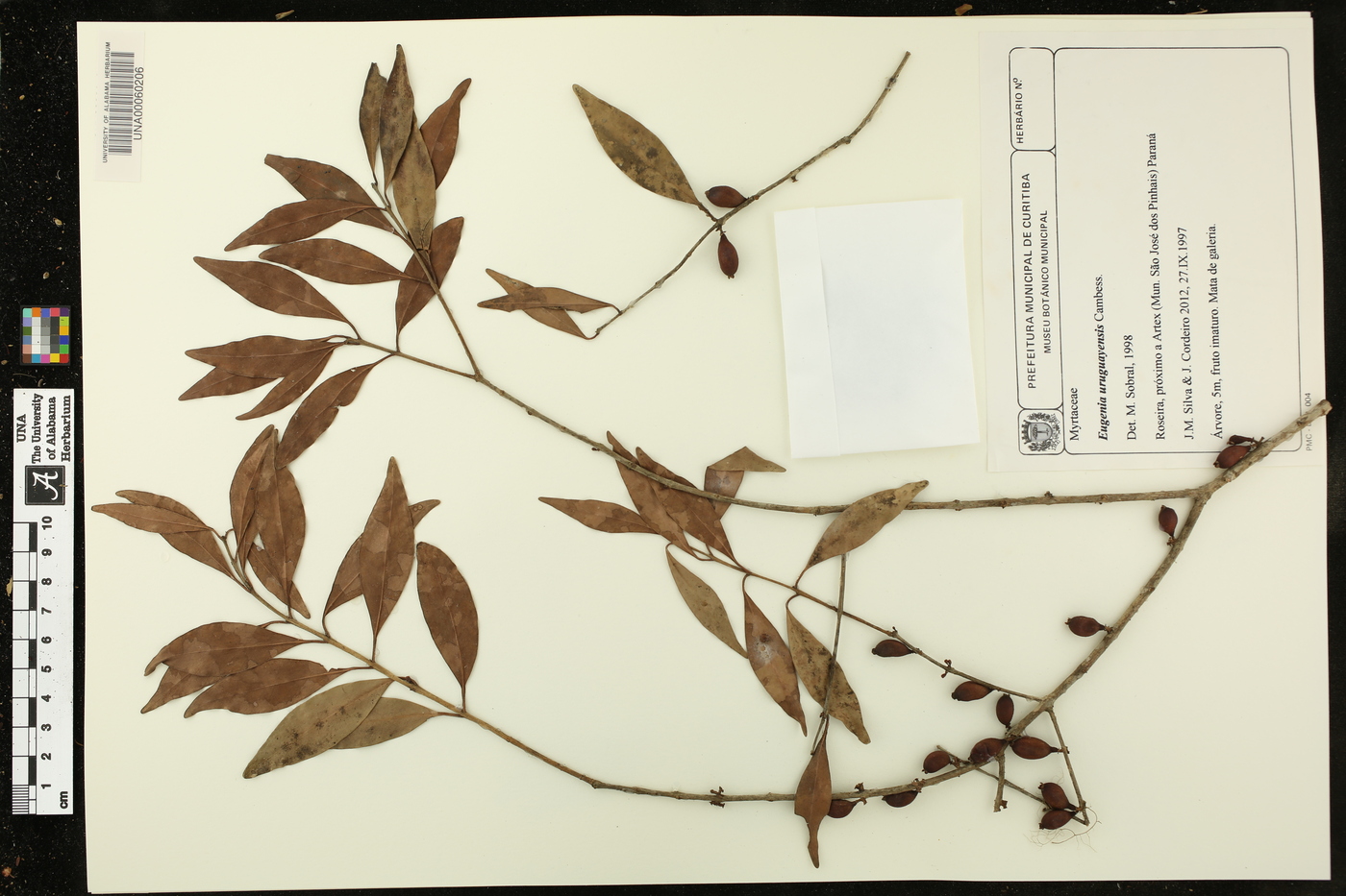 Eugenia uruguayensis image