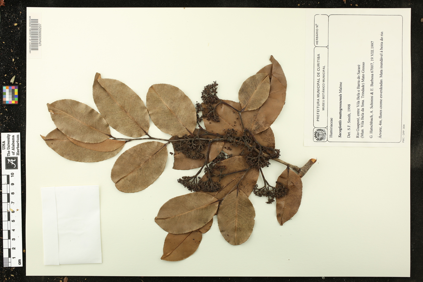 Sacoglottis image