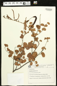 Bauhinia pulchella image