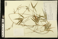 Chusquea oligophylla image