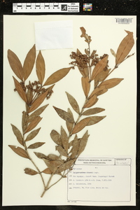 Image of Calyptranthes kleinii
