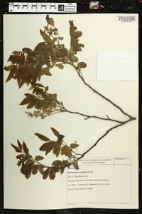 Diatenopteryx sorbifolia image