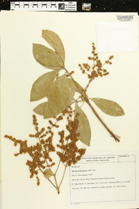 Myrcia tomentosa image