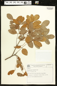 Lonchocarpus araripensis image