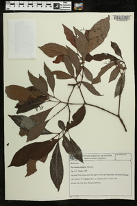 Psychotria sarmentosoides image