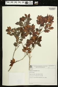 Eugenia neomyrtifolia image