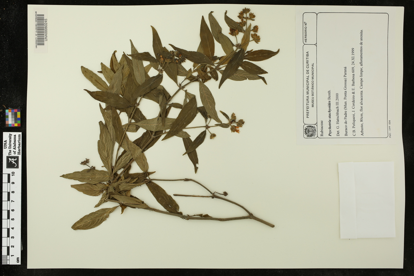 Psychotria stachyoides image