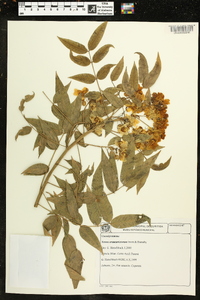 Senna araucarietorum image