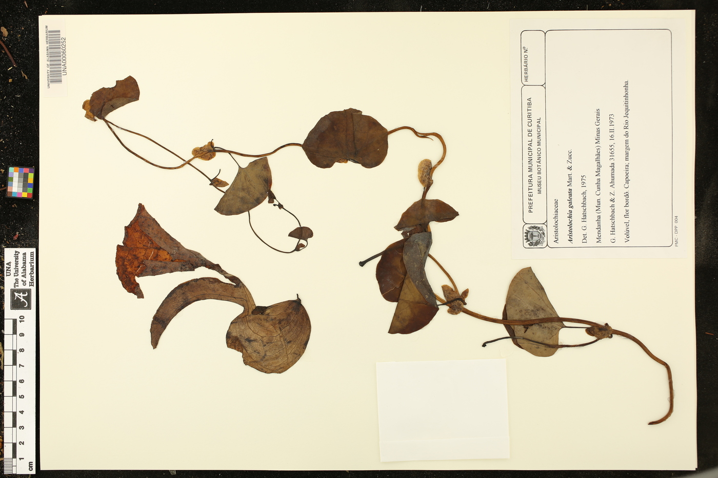 Aristolochia galeata image