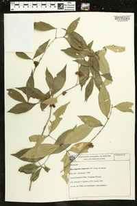Myrceugenia campestris image