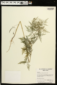 Trepocarpus aethusae image