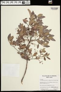 Vaccinium arboreum var. glaucescens image