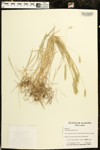 Hordeum pusillum image