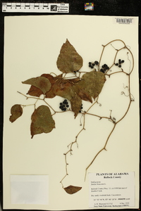 Smilax bona-nox image