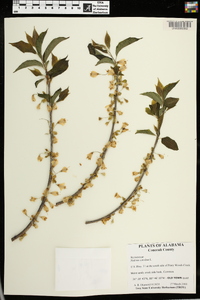 Halesia carolina image