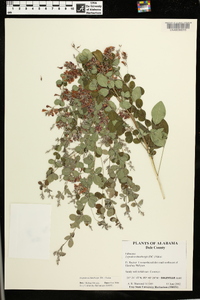 Lespedeza thunbergii image