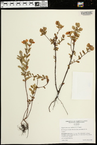 Hypericum crux-andreae image