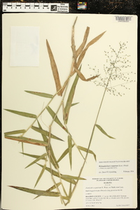 Dichanthelium scoparium image