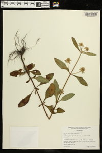 Hyptis alata image