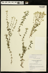 Eupatorium glaucescens image