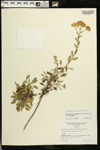 Heterotheca subaxillaris subsp. subaxillaris image