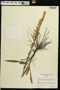 Solidago stricta image