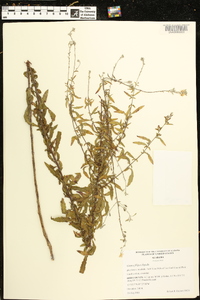 Oenothera filipes image