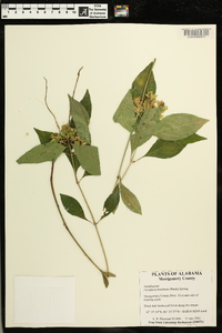 Dicliptera brachiata image