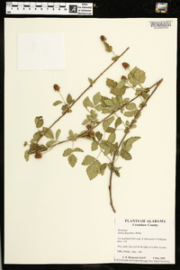 Rubus flagellaris image