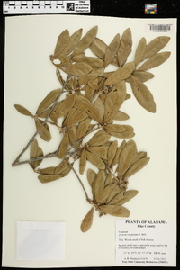 Quercus virginiana image