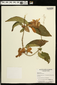 Bignonia capreolata image