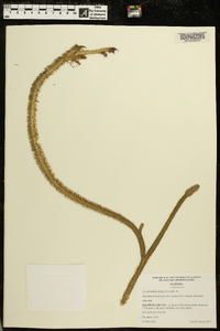 Lycopodiella alopecuroides image