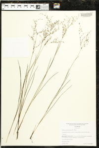 Juncus pelocarpus image