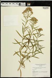 Solidago altissima subsp. altissima image