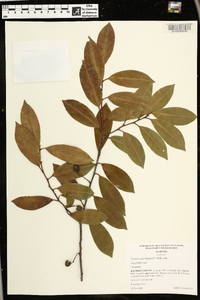 Prunus caroliniana image