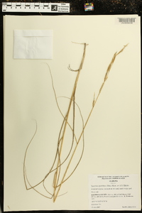 Spartina spartinae image