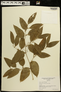 Smilax smallii image