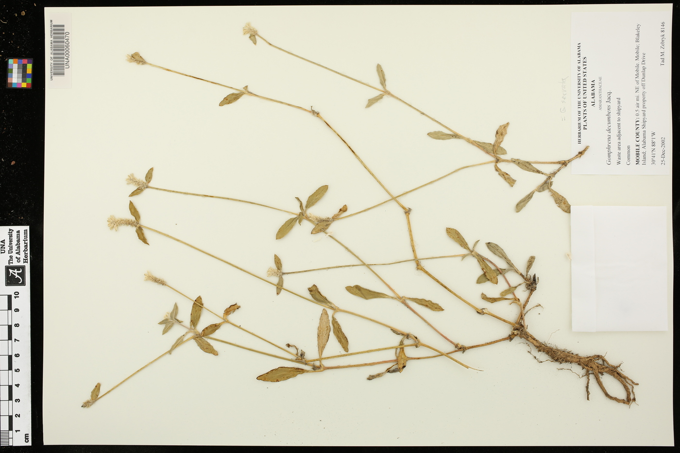 Gomphrena decumbens image