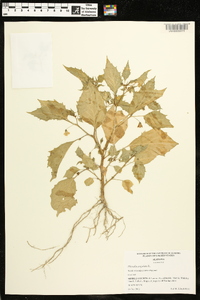 Physalis angulata image