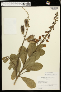 Crotalaria spectabilis image