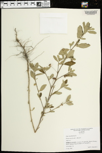 Sida rhombifolia image