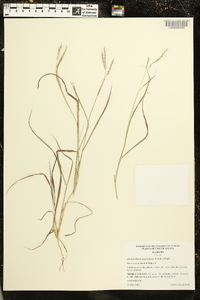 Dichanthium annulatum image