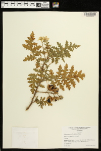 Solanum sisymbriifolium image