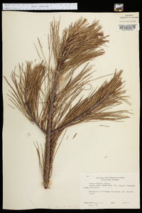 Pinus echinata image