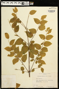 Aralia spinosa image