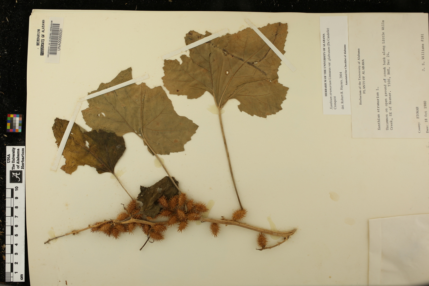Xanthium strumarium var. glabratum image