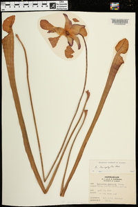 Sarracenia drummondii image