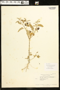 Solanum ptychanthum image