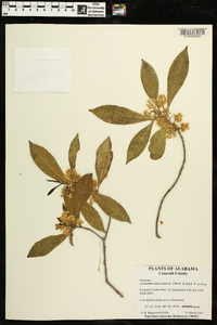 Osmanthus americanus image